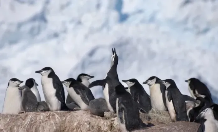 Framed Print : Chinstrap Penguins (Pygoscelis antarcticus) on Elephant Island, Antarctica