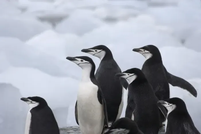 Framed Print : Chinstrap Penguins (Pygoscelis antarcticus) on ice, South Orkney Islands, Antarctica