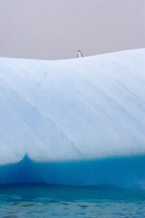 Framed Print : Chinstrap Penguins (Pygoscelis antarcticus) on iceberg, South Orkney Islands, Antarctica