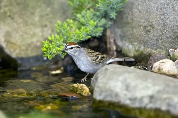 Framed Print : Chipping Sparrow, about to bathe in the water