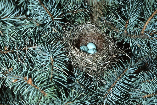 Chipping Sparrow (Spizella passerina) nest with 3 eggs IL