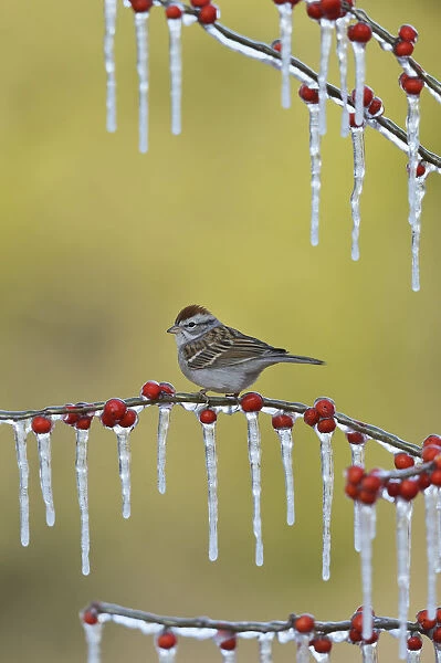 Chipping Sparrow (Spizella passerina), adult perched on icy branch of Possum Haw Holly