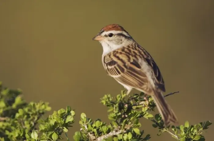 Framed Print : Chipping Sparrow, Spizella passerina, adult, Uvalde County, Hill Country, Texas, USA
