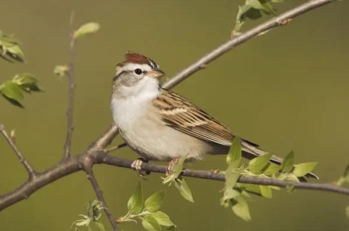 Framed Print : Chipping Sparrow, Spizella passerina, adult, Uvalde County, Hill Country, Texas, USA