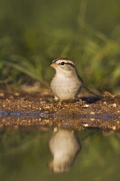 Chipping Sparrow, Spizella passerina, adult drinking, Uvalde County, Hill Country
