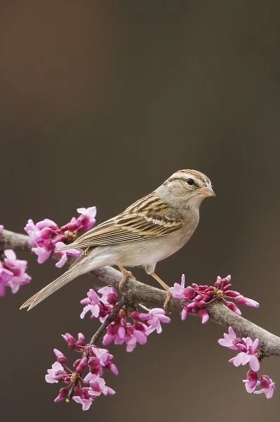 Chipping Sparrow, Spizella passerina, adult perched on branch of blooming Eastern redbud