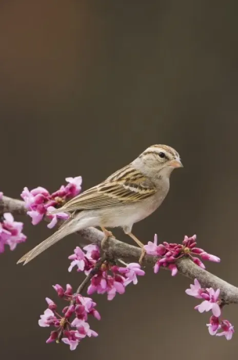 Framed Print : Chipping Sparrow, Spizella passerina, adult perched on branch of blooming Eastern redbud Framed Print : Chipping Sparrow, Spizella passerina, adult perched on branch of blooming Eastern redbud