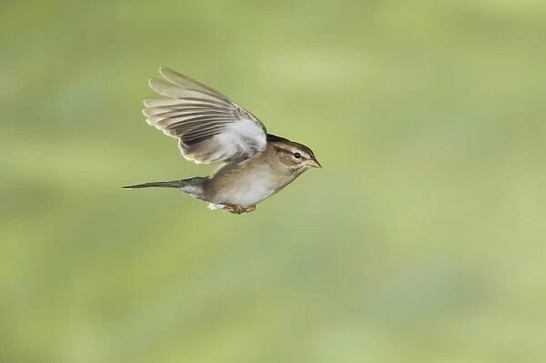 Chipping Sparrow, Spizella passerina, adult in flight winter plumage, New Braunfels