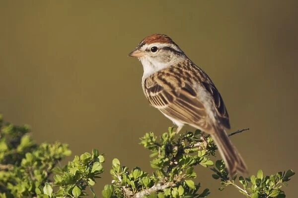 Chipping Sparrow, Spizella passerina, adult, Uvalde County, Hill Country, Texas, USA