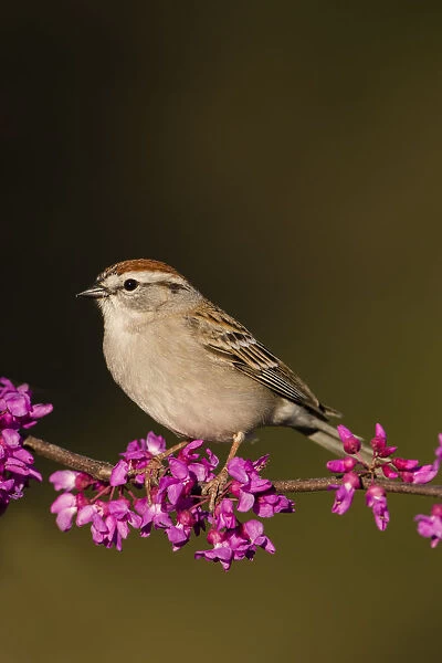 Chipping Sparrow (Spizella passerina) perched