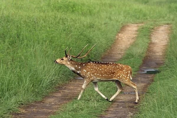 Chital Stag crossing the track, Corbett National Park, India