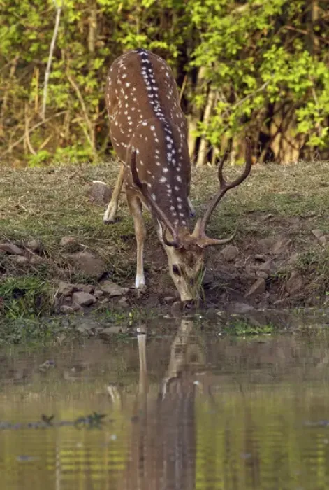 Framed Print : Chital stag drinking at the waterhole, Tadoba Andheri Tiger Reserve (TATR), Maharashtra Framed Print : Chital stag drinking at the waterhole, Tadoba Andheri Tiger Reserve (TATR), Maharashtra