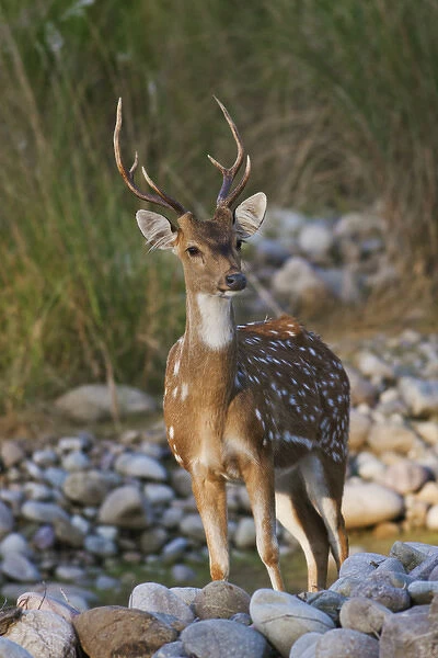Chital stag on the riverbed of river Ramganga, Corbett National Park, India