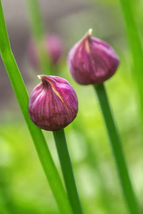 Framed Print : Chive Framed Print : Chive