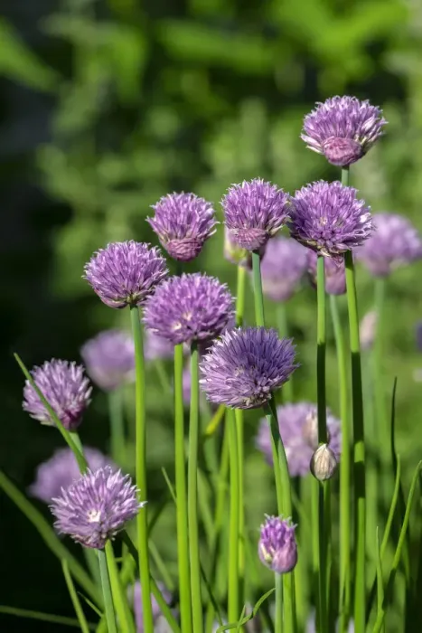Framed Print : Chives