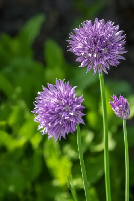Framed Print : Chives Framed Print : Chives