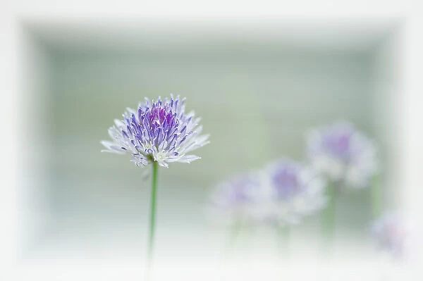Chives blowing in the wind
