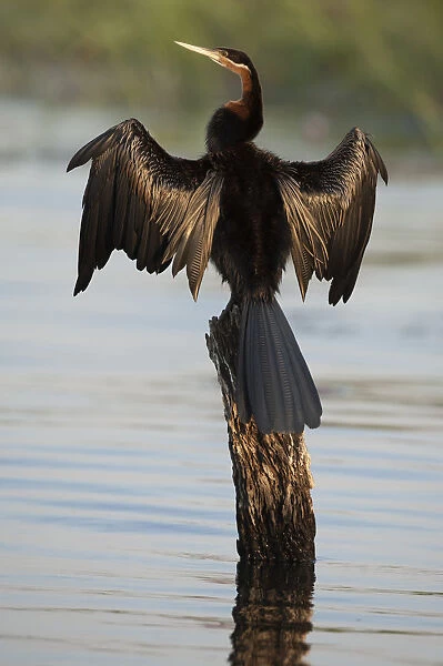 Chobe River, Botswana. Africa. African Darter dries its wings on a tree stump over