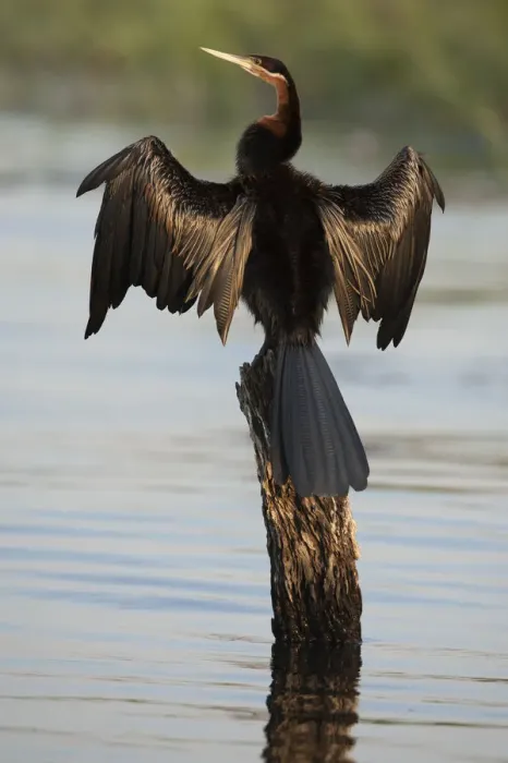 Framed Print : Chobe River, Botswana. Africa. African Darter dries its wings on a tree stump over