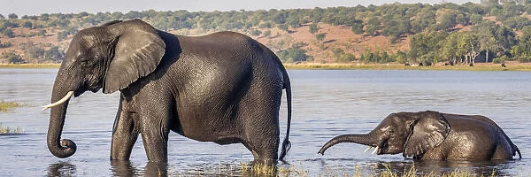Chobe River, Botswana, Africa. African Elephant mother and calf cross the Chobe River