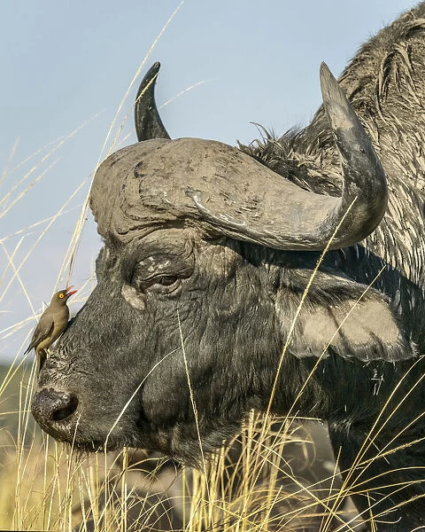 Chobe River, Botswana, Africa. A Cape Buffalo endures the presence of a Red-billed
