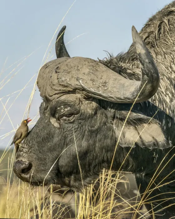 Framed Print : Chobe River, Botswana, Africa. A Cape Buffalo endures the presence of a Red-billed Framed Print : Chobe River, Botswana, Africa. A Cape Buffalo endures the presence of a Red-billed