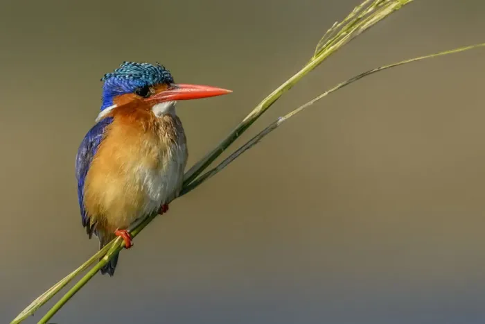 Framed Print : Chobe River, Botswana, Africa. Malachite Kingfisher