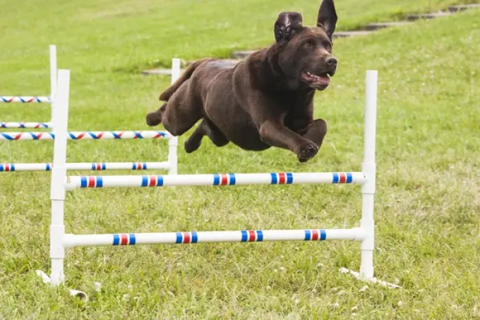 Framed Print : Chocolate Lab jumping agility jump Framed Print : Chocolate Lab jumping agility jump