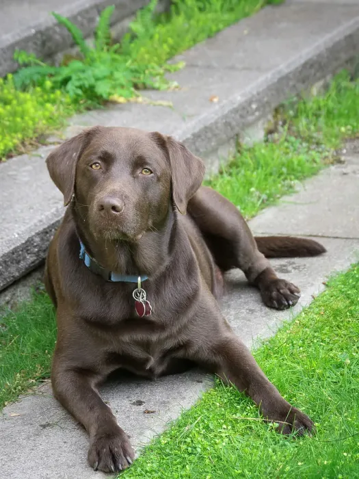 Framed Print : Chocolate Labrador dog portrait Framed Print : Chocolate Labrador dog portrait