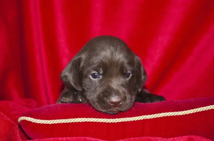 Framed Print : A Chocolate Labrador Retriever puppy peeking over a red pillow with red background Framed Print : A Chocolate Labrador Retriever puppy peeking over a red pillow with red background