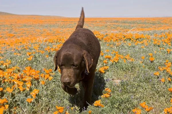 Chocolate Labrador Retriever walking through a field of poppies at Antelope Valley