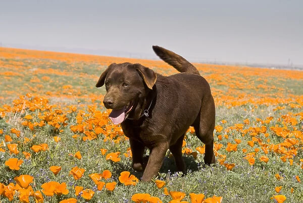 A Chocolate Labrador Retriever walking through a field of poppies at Antelope Valley