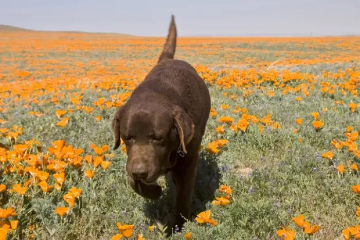 Framed Print : Chocolate Labrador Retriever walking through a field of poppies at Antelope Valley