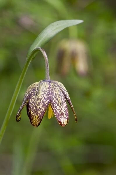 Chocolate Lily (Fritillaria afifnis) is an uncommon perennial bulb that was used