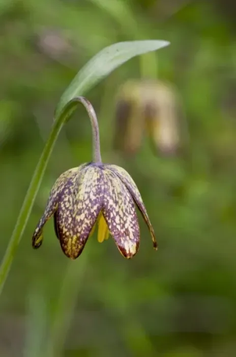 Framed Print : Chocolate Lily (Fritillaria afifnis) is an uncommon perennial bulb that was used Framed Print : Chocolate Lily (Fritillaria afifnis) is an uncommon perennial bulb that was used
