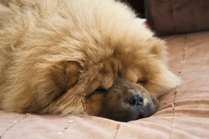 Framed Print : A Chow Chow puppy lying on a tan bedspread Framed Print : A Chow Chow puppy lying on a tan bedspread