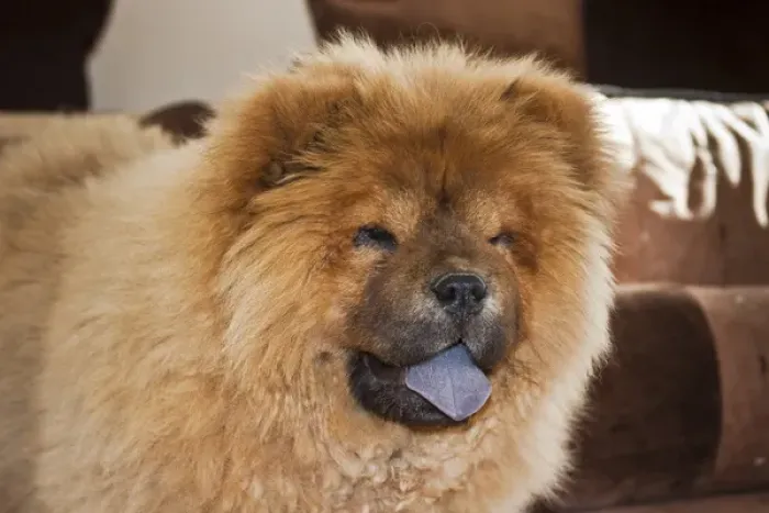 Framed Print : A Chow Chow puppy standing indoors with tan background Framed Print : A Chow Chow puppy standing indoors with tan background