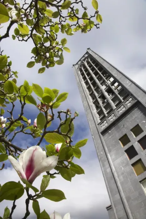 Framed Print : Christ Church Cathedral and Magnolia Flower, Nelson, South Island, New Zealand
