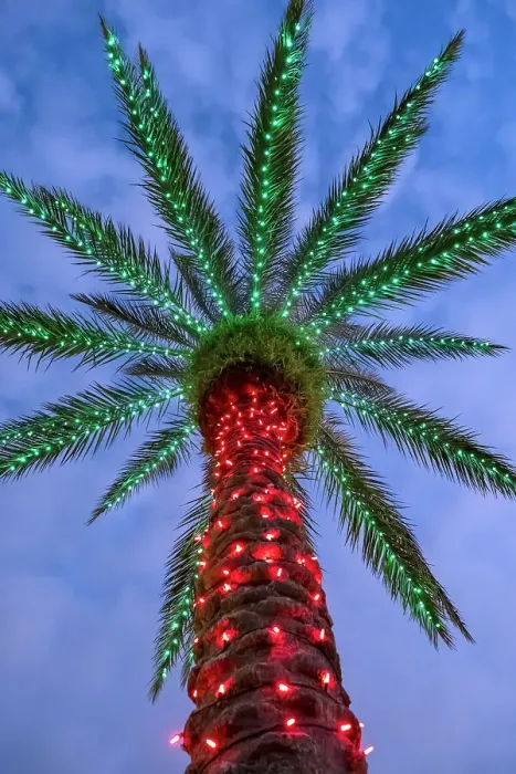 Framed Print : Christmas lights on a palm tree Framed Print : Christmas lights on a palm tree