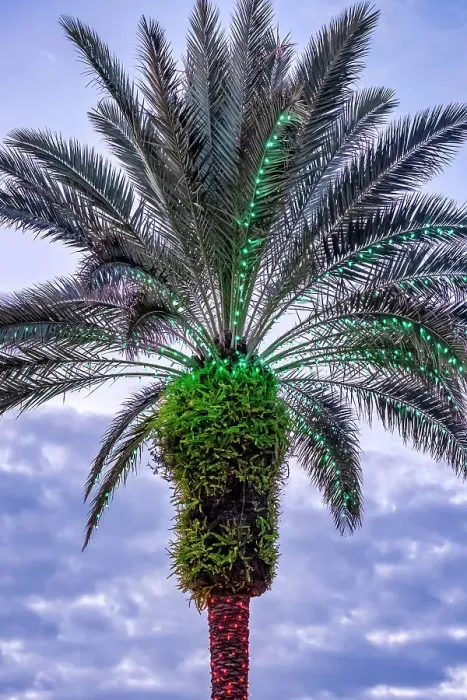 Framed Print : Christmas lights on a palm tree Framed Print : Christmas lights on a palm tree