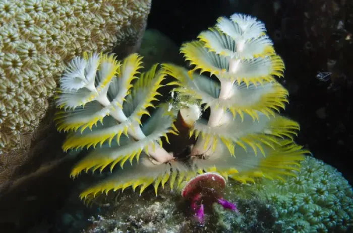 Framed Print : Christmas Tree Worm (Spirobranchus giganteus) on Star Coral (Montastraea cavernosa)