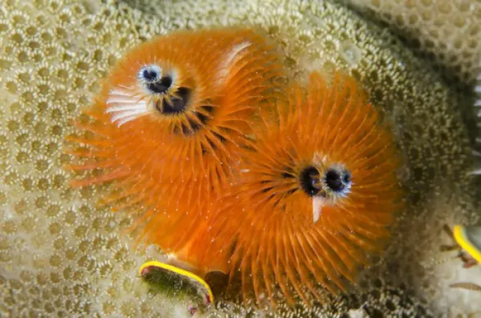 Framed Print : Christmas Tree Worm (Spirobranchus spp. ) Fiji. South Pacific Framed Print : Christmas Tree Worm (Spirobranchus spp. ) Fiji. South Pacific