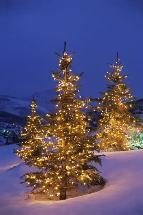 Framed Print : Christmas trees, Park City, Wastch Mountains, Utah Framed Print : Christmas trees, Park City, Wastch Mountains, Utah