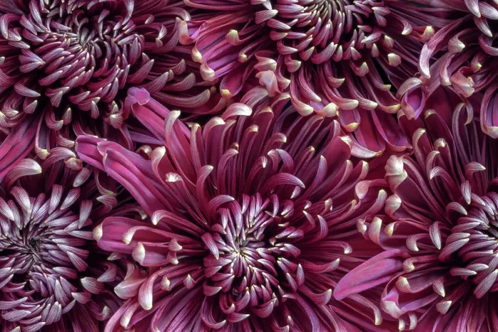 Framed Print : Chrysanthemums (mums)