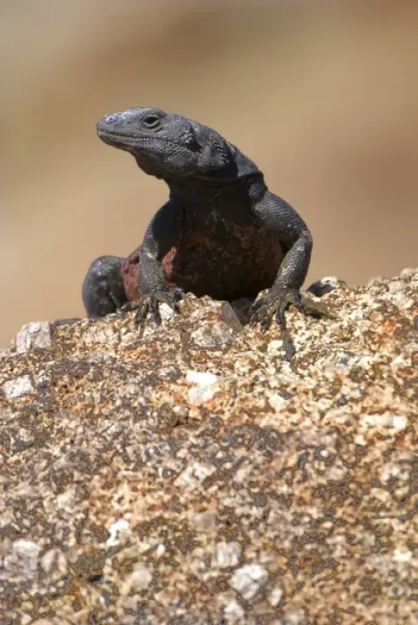 Framed Print : Chuckwalla (Sauromalus ater), Joshua Tree National Park, California, US