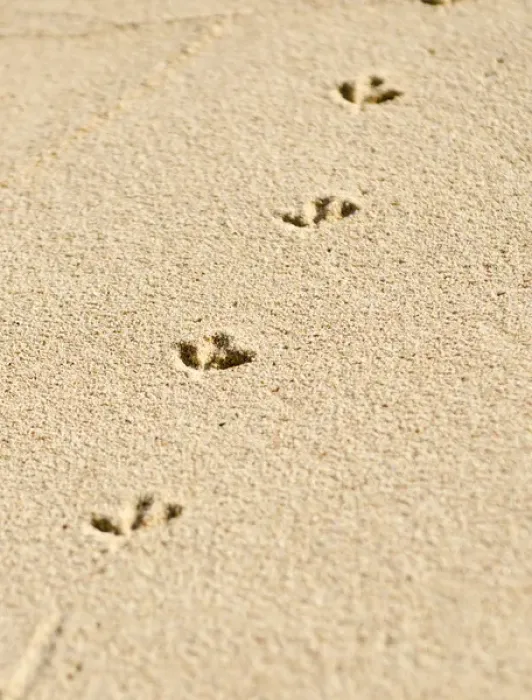 Framed Print : Church Bay Park, Bermuda. Tracks of a Ruddy Turnstone (Arenaria interpres)