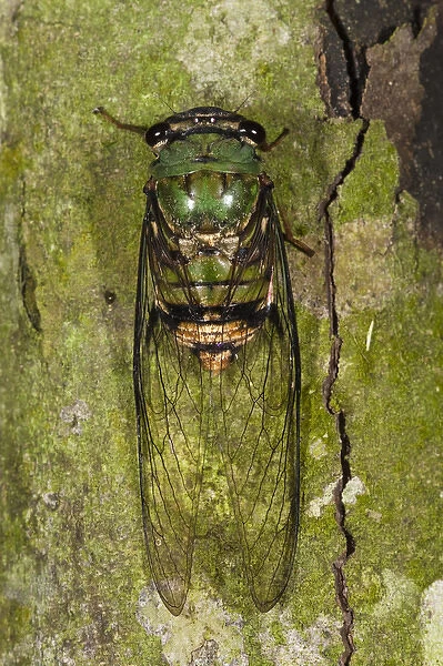 Cicada (Cicadidae) Napo River bordering Yasuni National Park, Amazon Rainforest