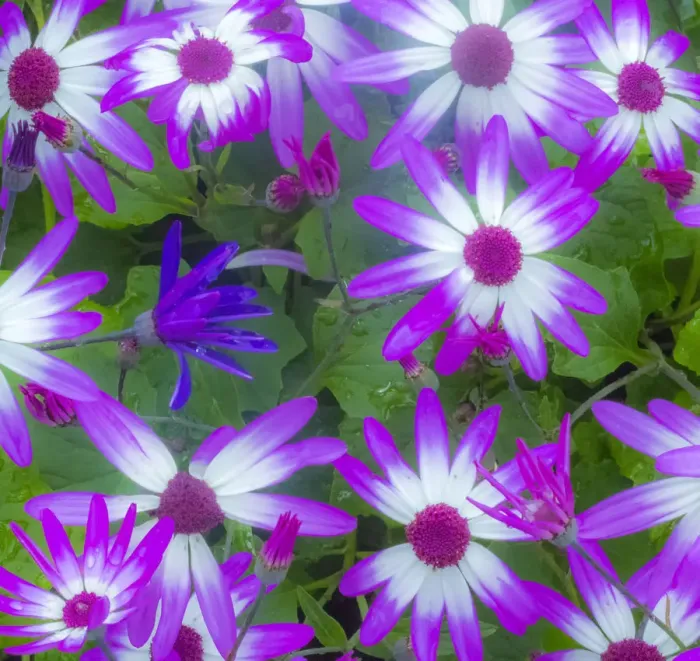 Framed Print : Cineraria plants with bright colors Framed Print : Cineraria plants with bright colors