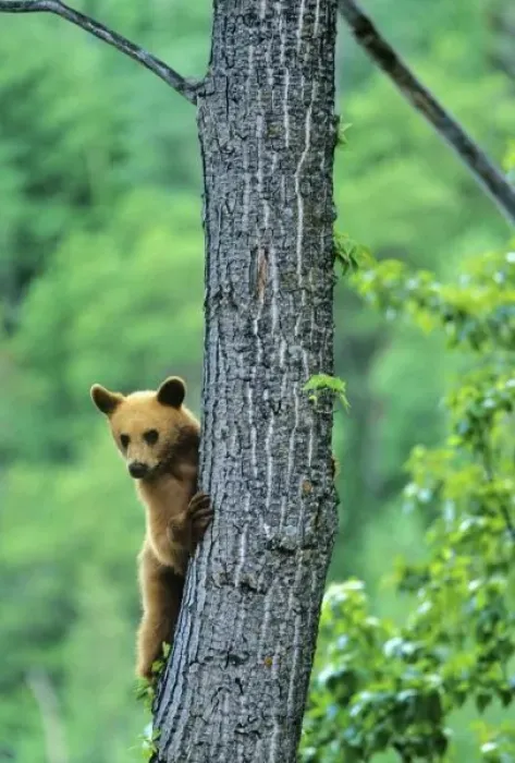 Framed Print : Cinnamon colored black bear in tree in Waterton Lakes National Park in Alberta Canada