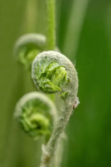 Framed Print : Cinnamon fern fiddleheads Framed Print : Cinnamon fern fiddleheads